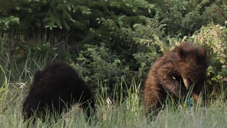 En-La-Suave-Luz-Del-Amanecer,-Dos-Cachorros-De-Oso-Grizzly-Salvajes-Son-Vistos-En-Un-Tranquilo-Claro-Del-Bosque,-Mostrando-Su-Comportamiento-Natural-Mientras-Pastan-Pacíficamente-Entre-La-Vegetación.