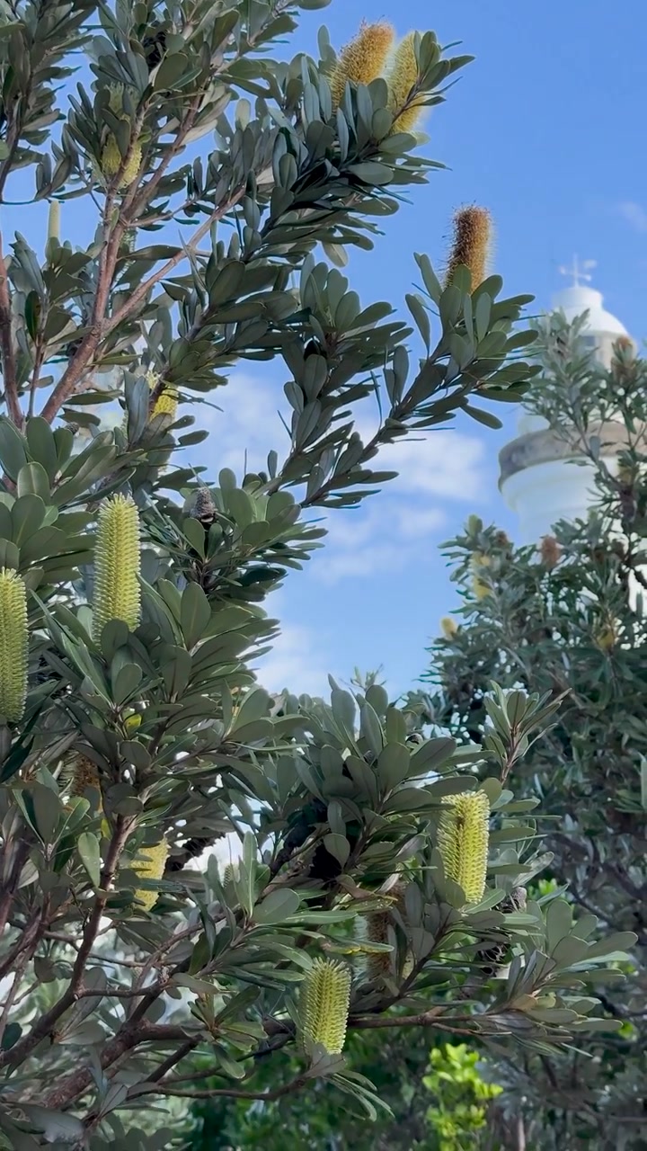 Un árbol Banksia se mece suavemente con la brisa bajo cielos despejados en Gold Coast, Australia. La intensa luz del día realza la escena.