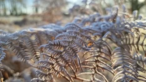 hojas de helecho cubiertas de helada congeladas en el frío de la temporada escena de invierno rural desierto