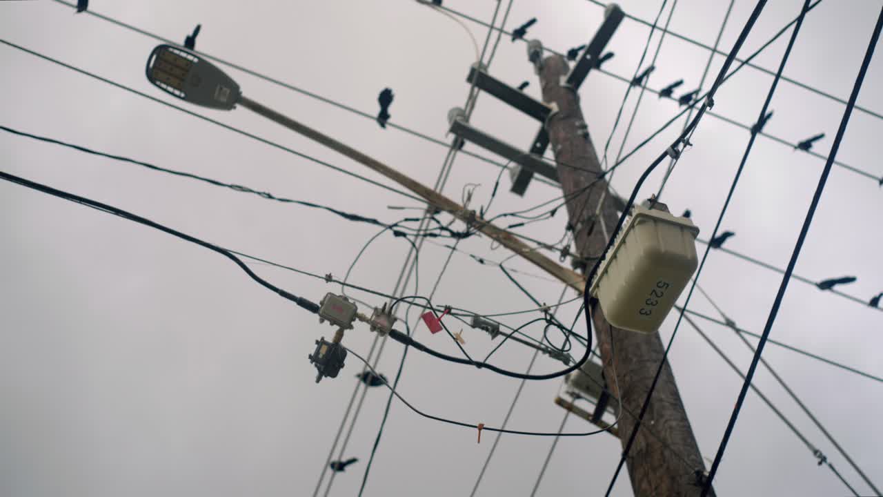 movimiento lento de un rebaño de aves o cables de postes de luz de la ciudad