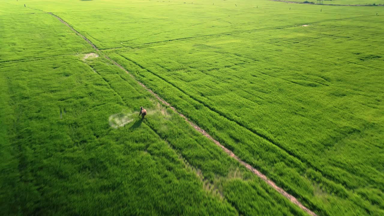 벼 작물 살포 비료