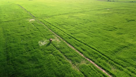 rice crop spraying fertilizer