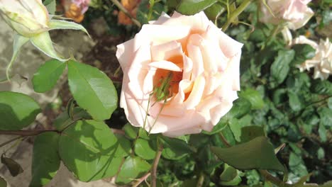 A-close-up-view-of-a-grasshopper-hiding-inside-a-peach-colored-rose-bloom-in-the-daytime