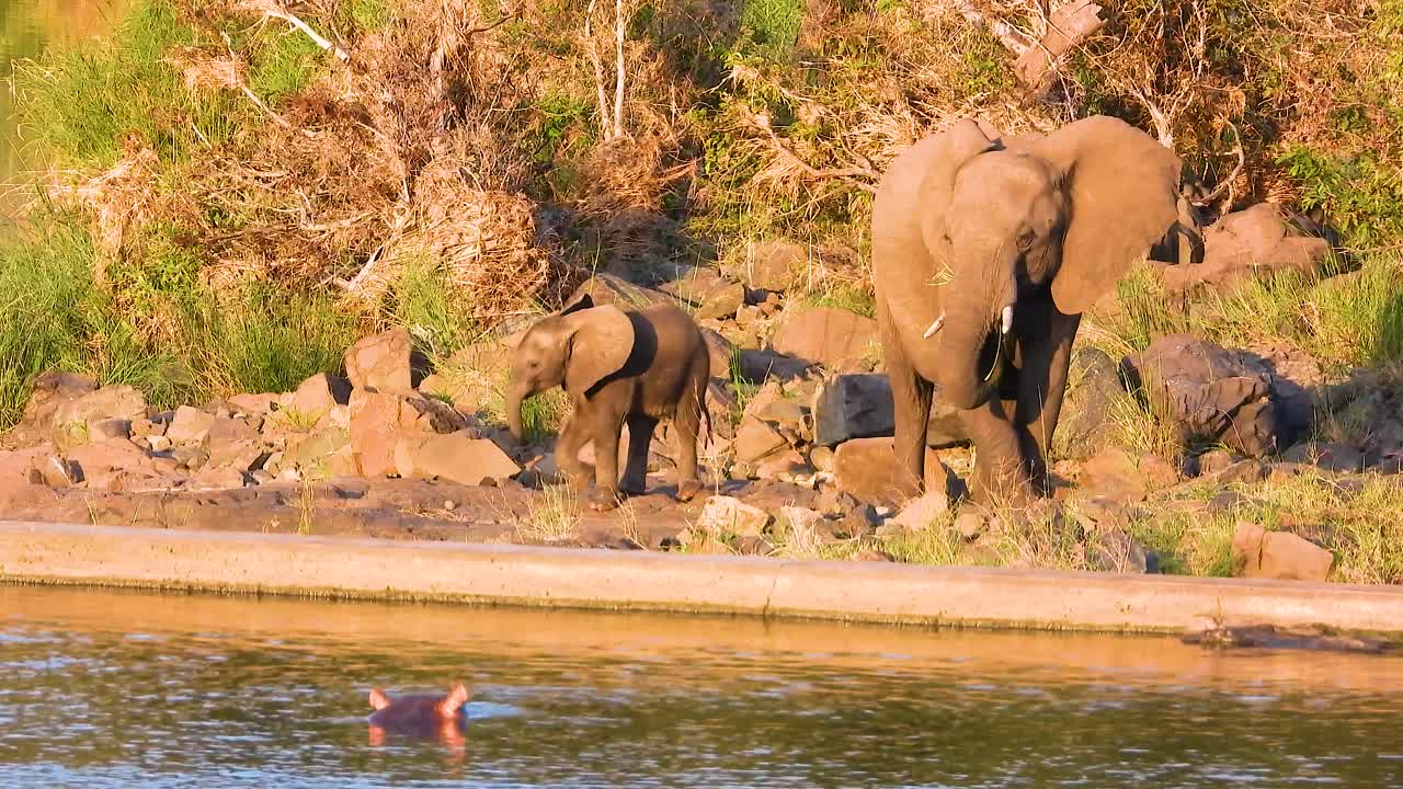 코끼리 엄마 와 새끼 가 크루거 국립 공원 (남아프리카 공화국) 의 물웅이 근처 에서 풀 을 먹이고 있다