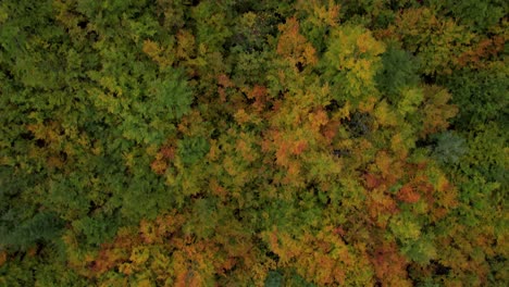 Autumn-foliage-texture-with-colorful-leaves-on-wild-forest-trees,-beautiful-nature-artwork