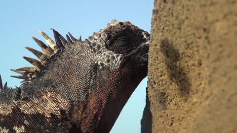 Ein-Meerechsen-Küsst-Felsen-Auf-Den-Galapagos-Inseln