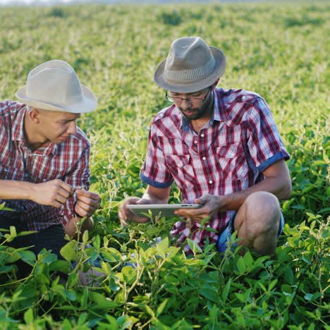 Dos-Jóvenes-Agricultores-Trabajan-En-El-Campo-Y-Estudian-Los-Brotes-De-Las-Plantas.