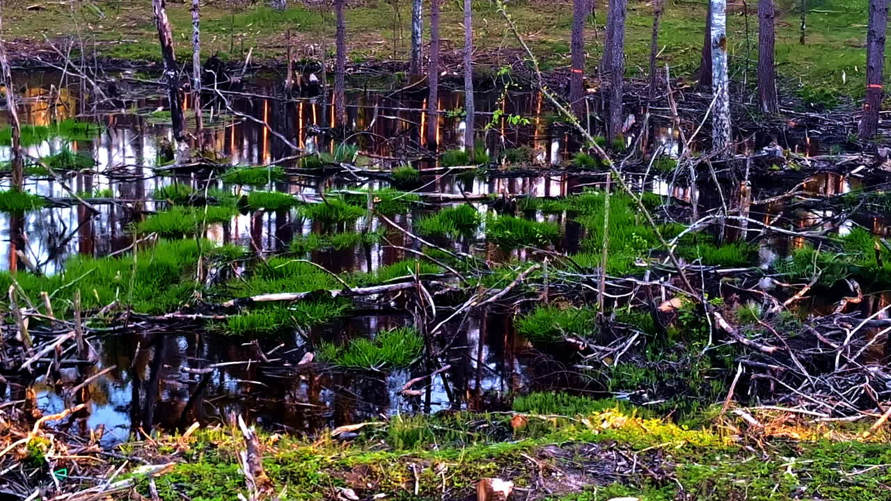 Forest swamp with standing water, moss patches, and fallen branches everywhere