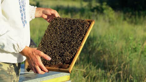beekeeper examines the frame with honeycombs in summer. bees crawl on the frame with combs. the beekeeper with his bare hands is holding a frame with bees.