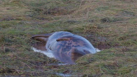 Atlantic-Grey-seal-breeding-season,-newborn-pups-with-white-fur,-mothers-nurturing-and-bonding-in-the-warm-November-evening-sun