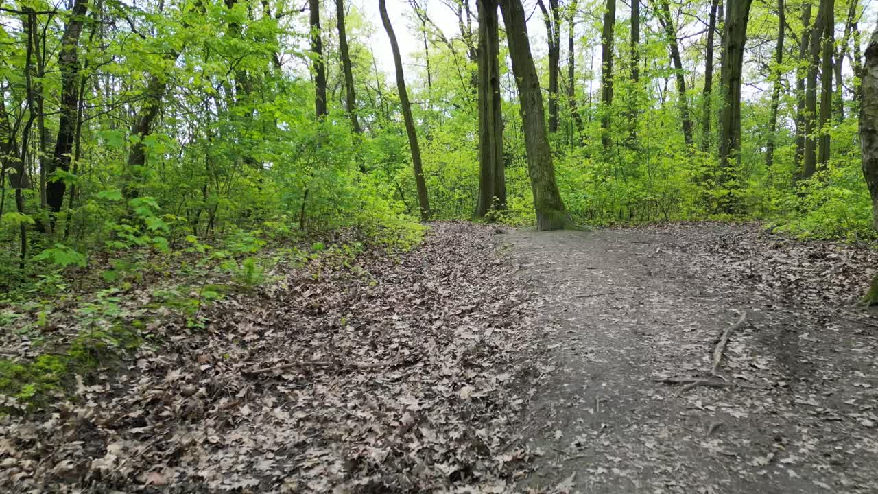 bosque verde volador durante un hermoso día de verano con vegetación exuberante, hierba y árboles