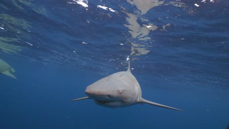 tiburón limón cara a cara con depredador feroz a cámara lenta