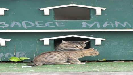 two cats looking out of a house window