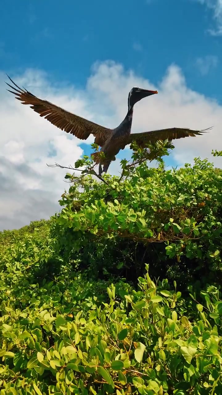 Pellicano bruno appollaiato su cespugli costieri verdi. Pellicano bruno selvatico seduto su fogliame verde contro un cielo blu sull'isola Isabela, Galapagos.