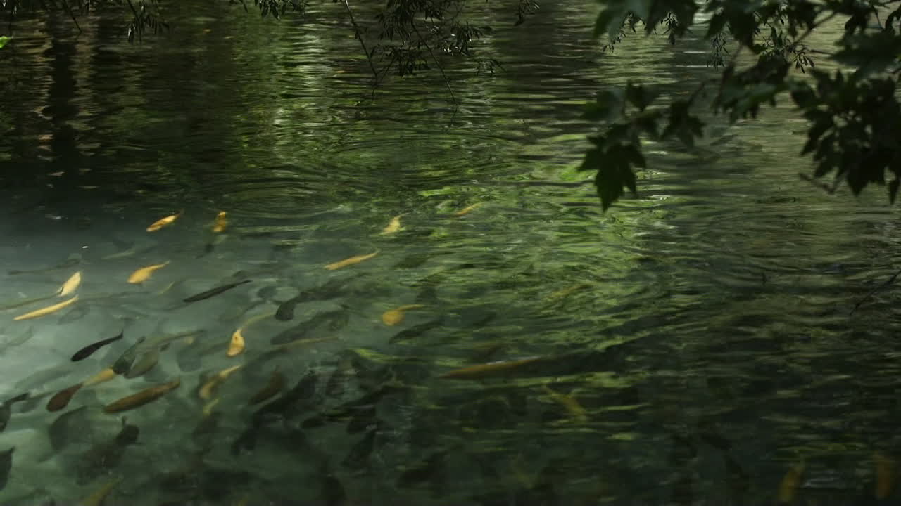 peces amarillos y negros dentro del río corren en la naturaleza