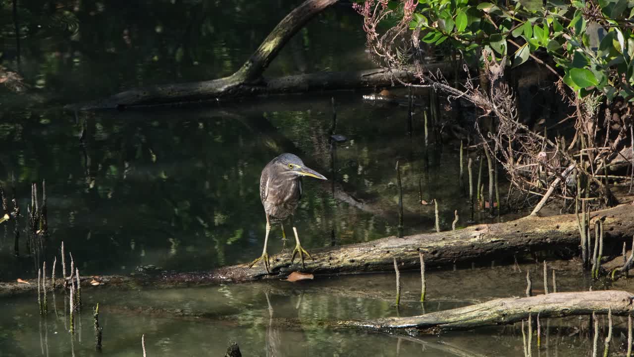 visto mirando hacia la derecha mientras está de pie en una rama caída en el agua en un bosque de manglares, garza estriada butorides striata, tailandia
