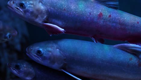 group of fish moving in dark underwater environment