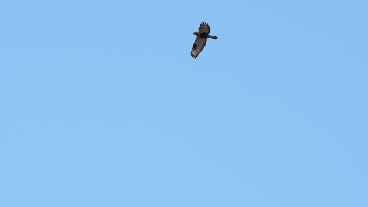 buitre volando poderoso en el cielo azul en cámara lenta