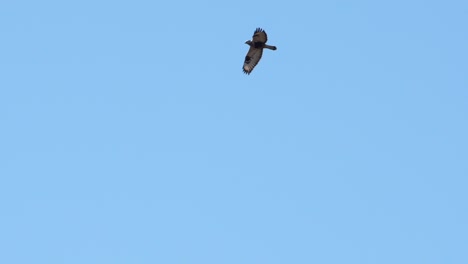 Bussard,-Der-In-Zeitlupe-Mächtig-Im-Blauen-Himmel-Fliegt