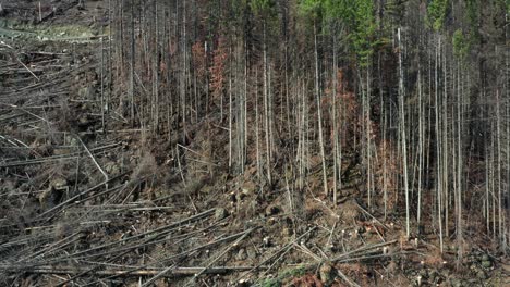 drone captures lumberjack skillfully felling spruce trees