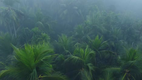 En-Invierno-El-Bosque-Está-Envuelto-En-Niebla