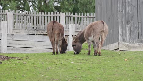 two donkeys eating grass in a small farm