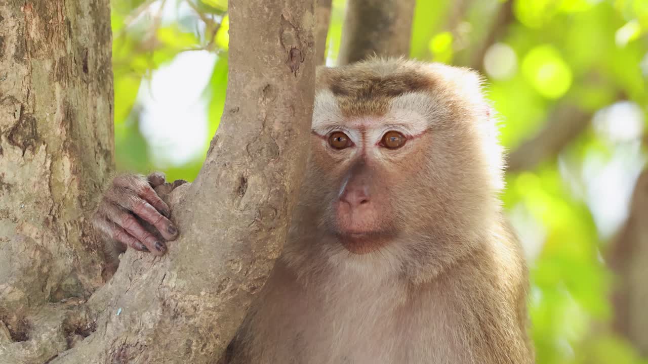A southern pig-tailed macaque rests against a tree in a sunlit forest in Phuket, Thailand, displaying calm behavior