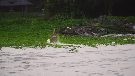 Slow-motion-wild-stray-dog-playing-with-plastic-garbage-bag-waste-toxic-pollution-in-sand-tropical-beach