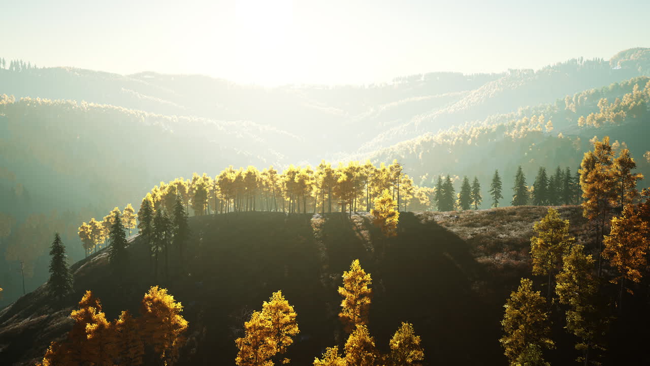 안개 가 가득 한 산 들 에서 노란 잎자루 를 가진 나무 들