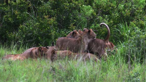 Primer-Plano-De-Una-Manada-De-Leones-Y-Leonas-Juegan-Peleando-Entre-Sí-En-La-Naturaleza-En-Mikumi,-Tanzania