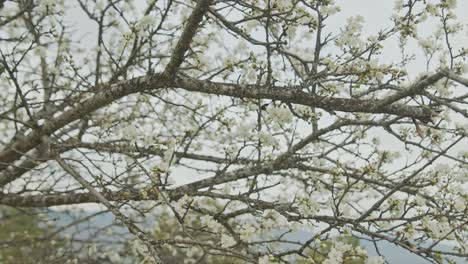 steady shot of a tree with white flower