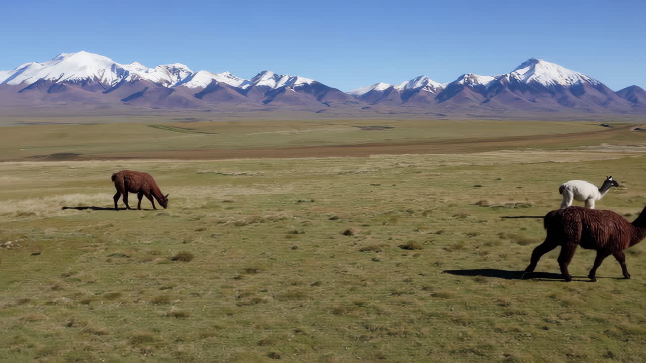 Llamas in the Andes Mountains