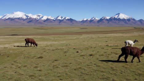 Llamas in the Andes Mountains