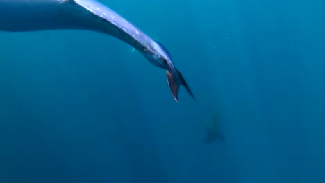 Yellow-tail-caught-on-crankbait-lure-rises-to-surface-with-views-of-seals-in-the-background