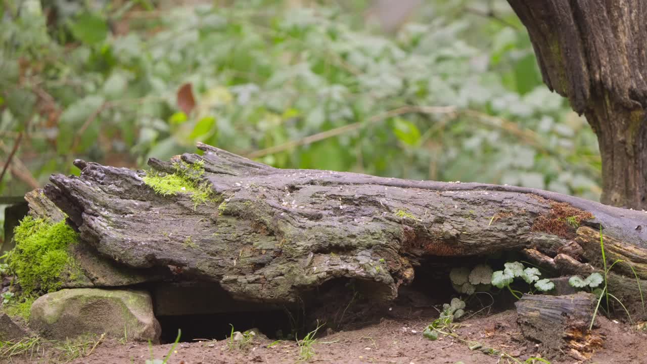 Slow motion robin sitting on mossy tree branch in woodland environment