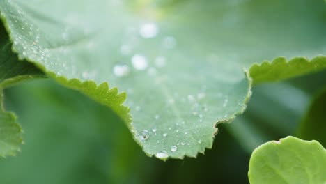 moisture from rain drops dripping off of tree leaves - extreme close-up