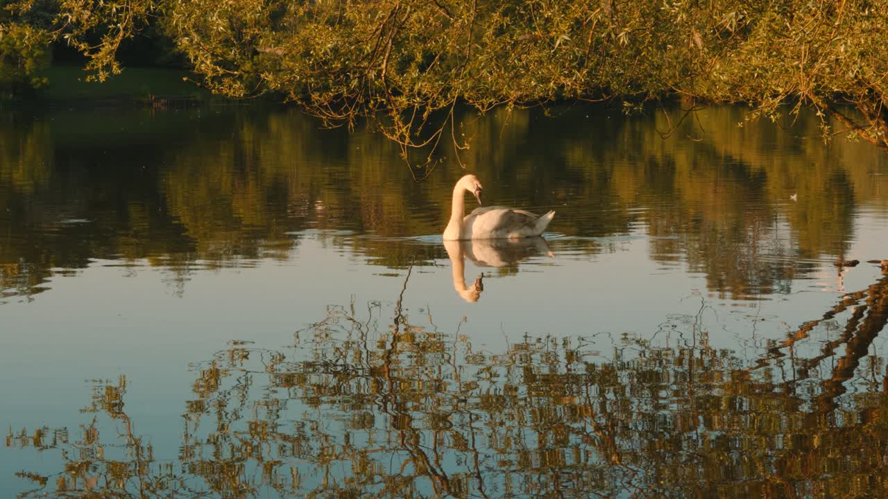 cisne en el lago en la hora dorada luz del amanecer con árbol sobresaliente que se refleja en la superficie del agua - cámara lenta