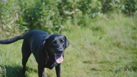 slow motion shot of black labrador retriever barking in garden