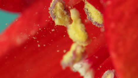 primer plano del estamen y el polen de una flor