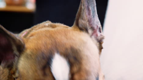 close up of pet french bulldog