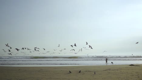 silhouettes of sea birds flying slow motion at sunset on a sandy beach. family silhouette on the beach.