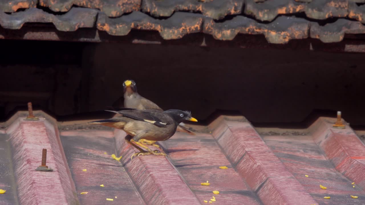 지붕 2에서 식사하는 마이나