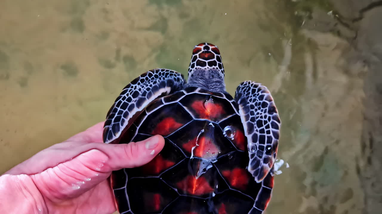 Baby sea turtle with striking red-black shell pattern held in hand, Koggala, Sri Lanka