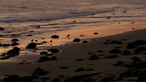 birds graze along the shore at dusk 1