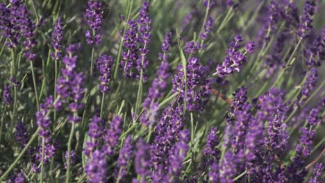 Lavanda-Púrpura-Floreciente-En-Verano