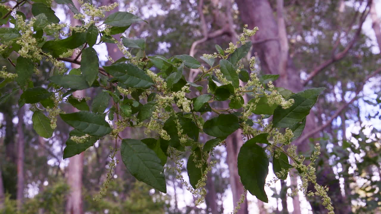 Hojas verdes vibrantes y flores en capullo en una rama de eucalipto en un entorno forestal sereno