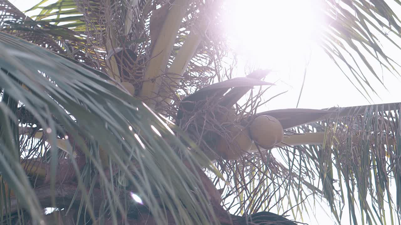 árbol de palma de coco con frutos y hojas grandes vista de bajo ángulo