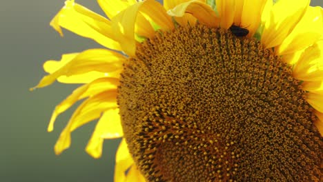 primer plano de girasol amarillo en plena floración