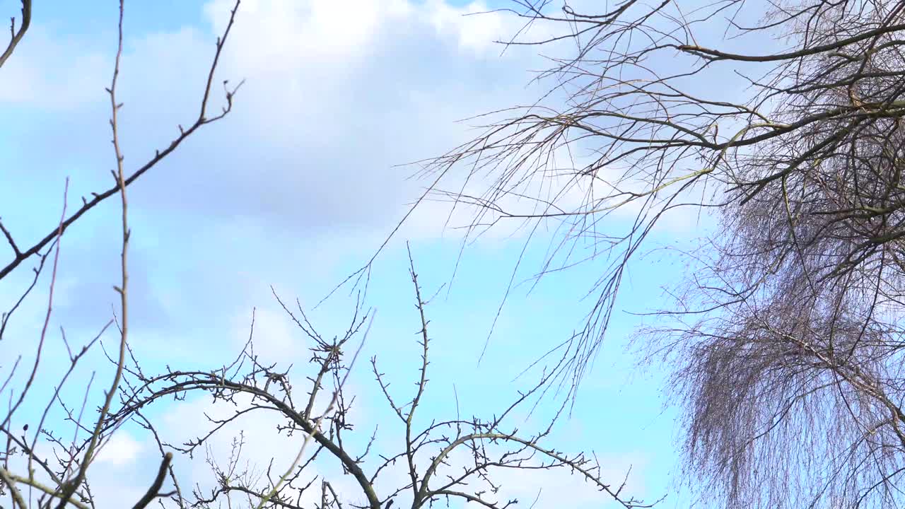 나무 가지를 지나 움직이는 구름