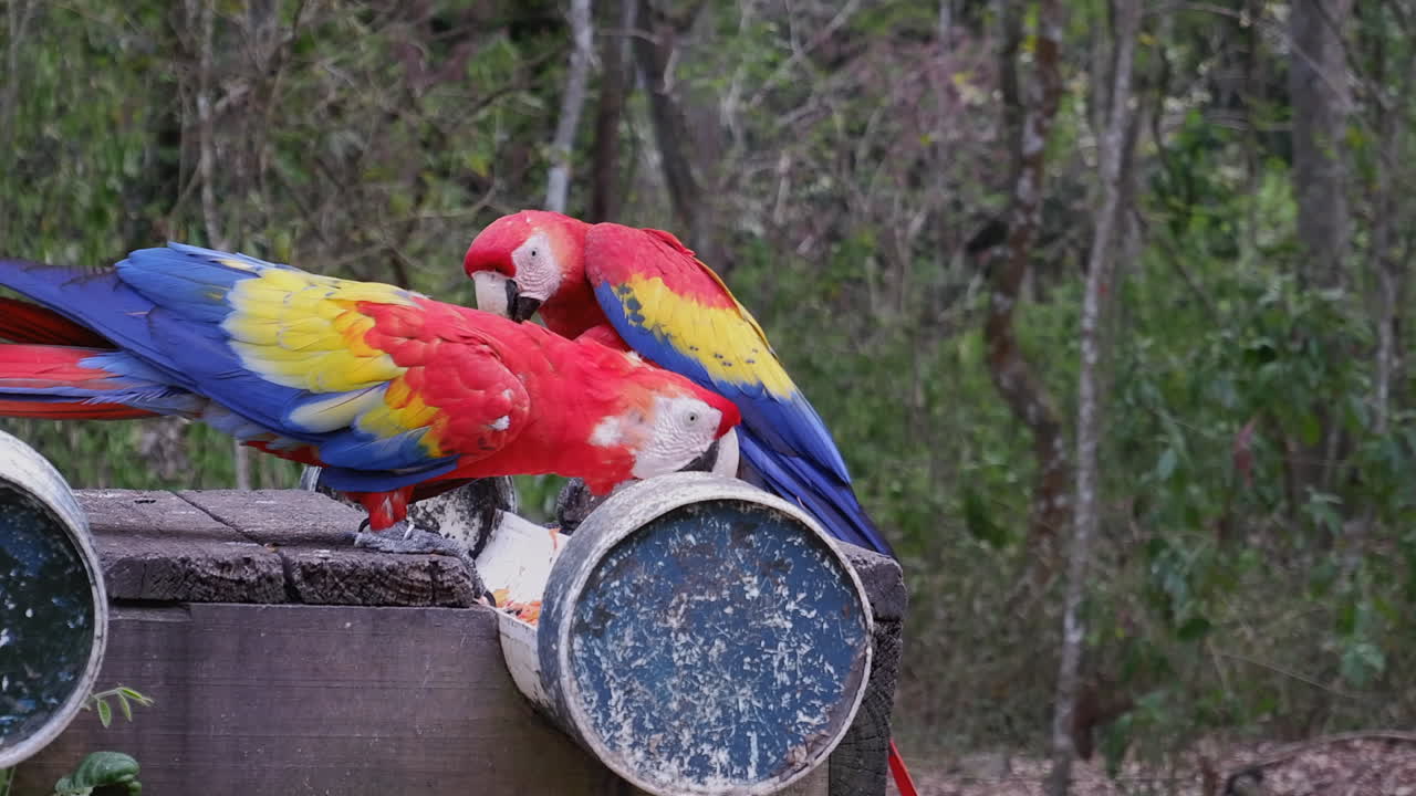 dos loros guacamayo escarlata comen en el comedero en el rescate de vida silvestre de la jungla